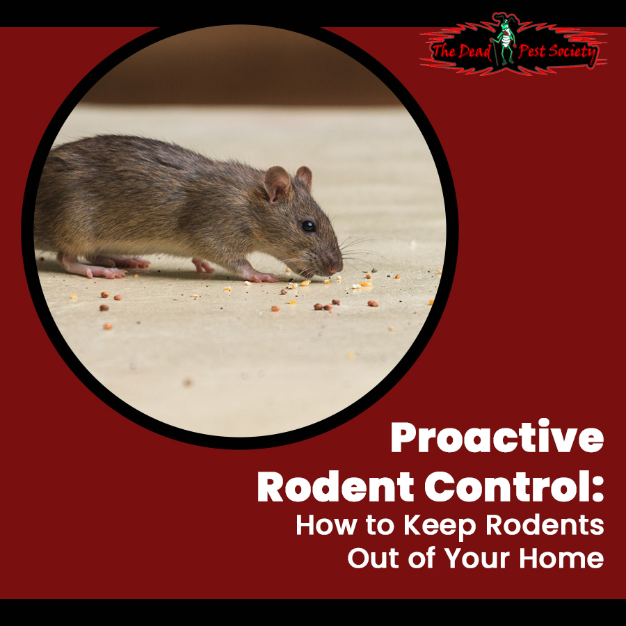 Proactive Rodent Control: How to Keep Rodents Out of Your Home