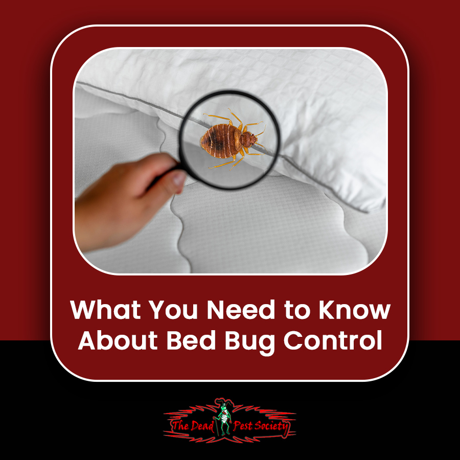 What You Need to Know About Bed Bug Control