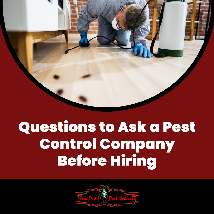 Questions to Ask a Pest Control Company Before Hiring