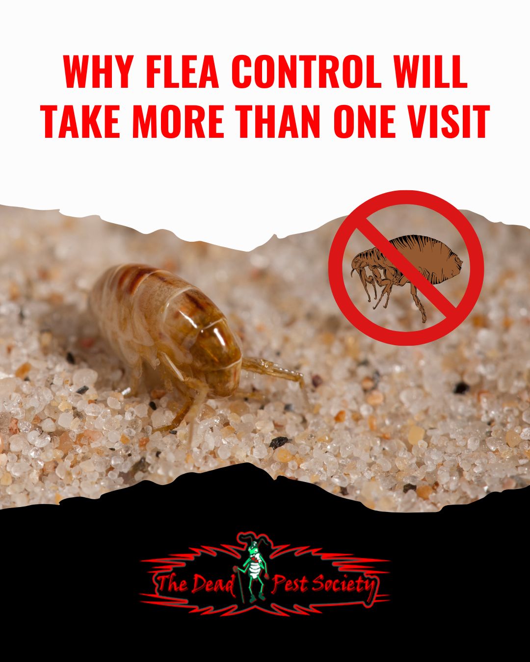 Why Flea Control Will Take More Than One Visit