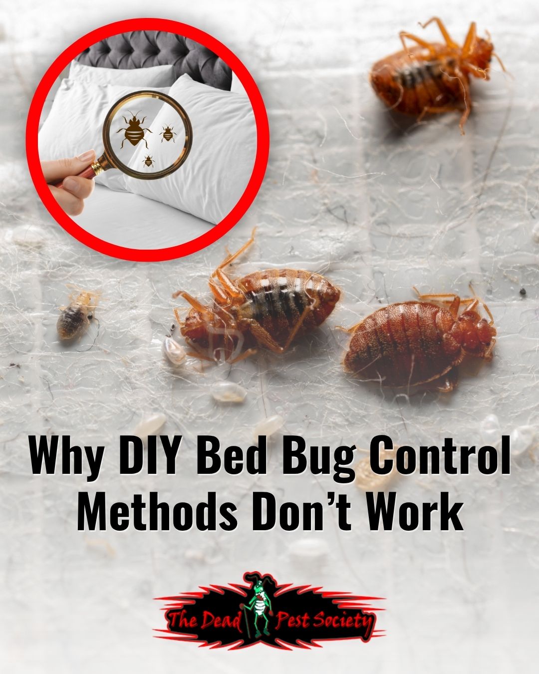 Why DIY Bed Bug Control Methods Don’t Work