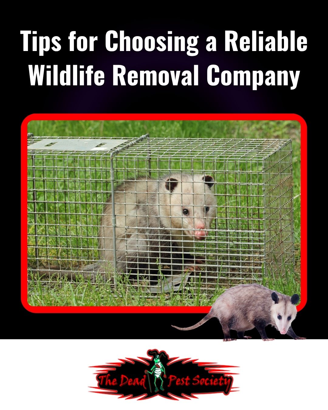 Tips for Choosing a Reliable Wildlife Removal Company