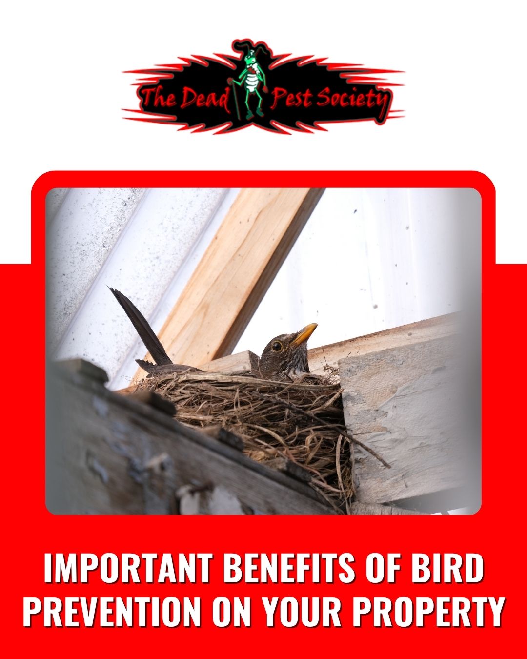 Important Benefits of Bird Prevention on Your Property