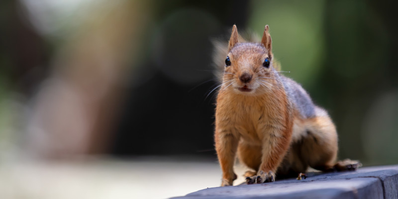 Squirrel Removal Before Breeding Season Matters